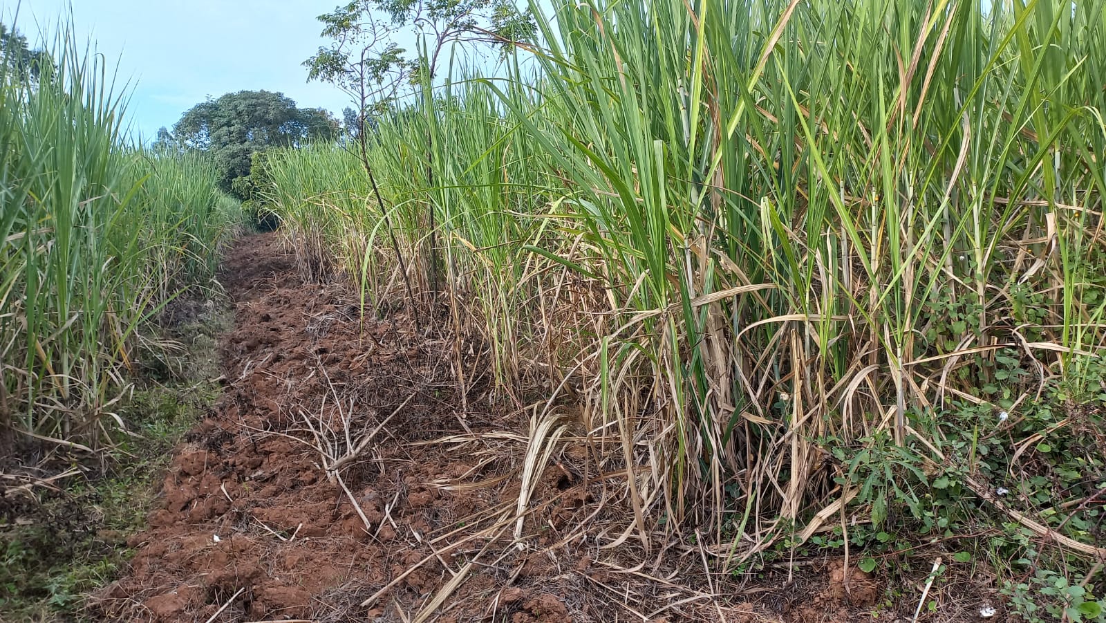 Digitizing Agricultural Advisories and the Impact on Grassroots Extension and Advisory Services